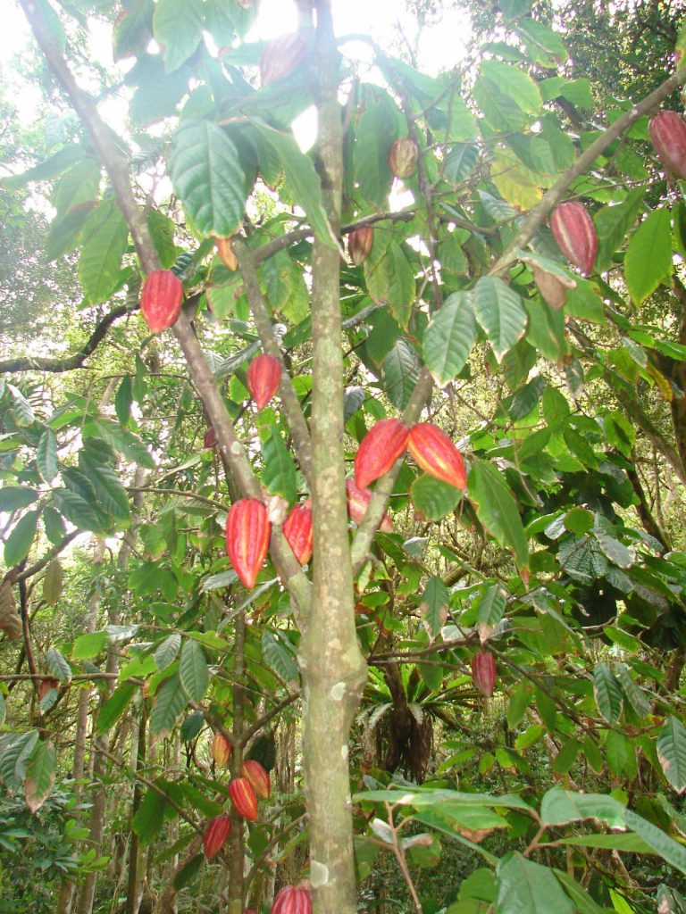 Picture of cocoa tree with cocoa pods