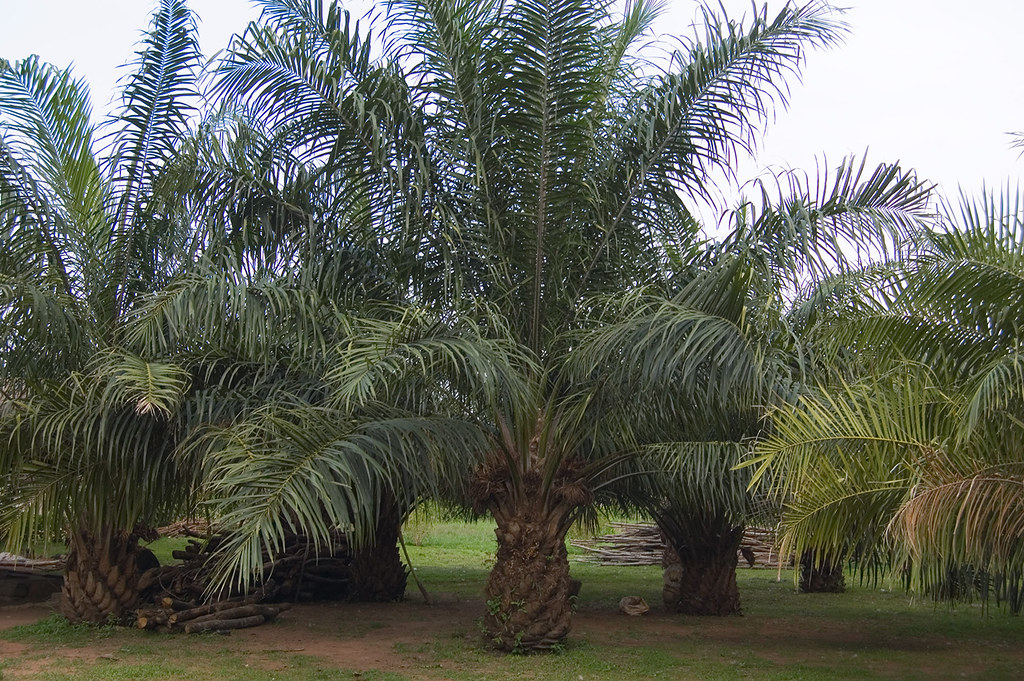 Oil Palm Trees