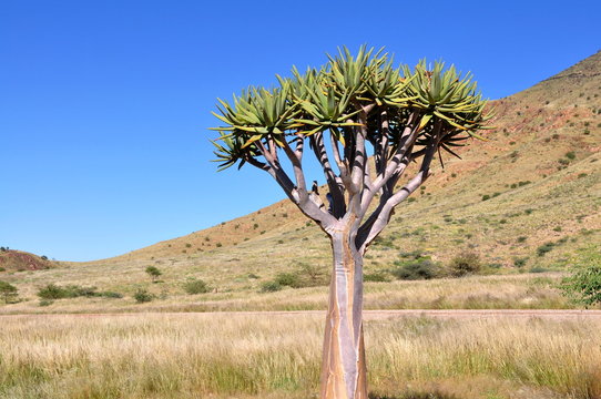 Quiver Tree