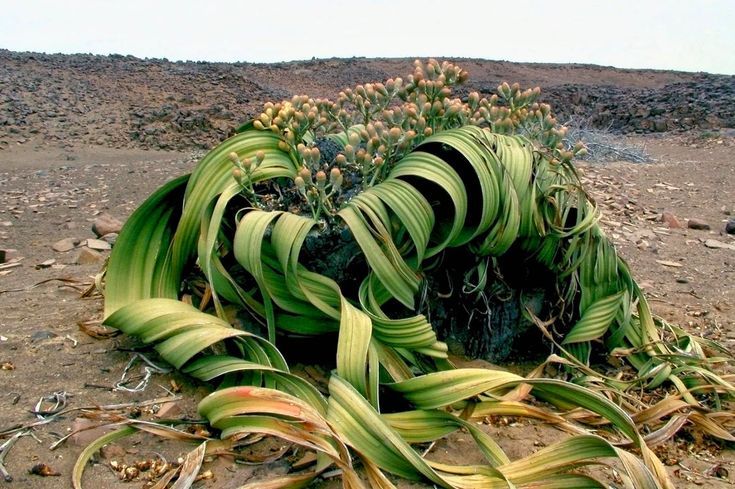 Welwitschia tree / tumbo