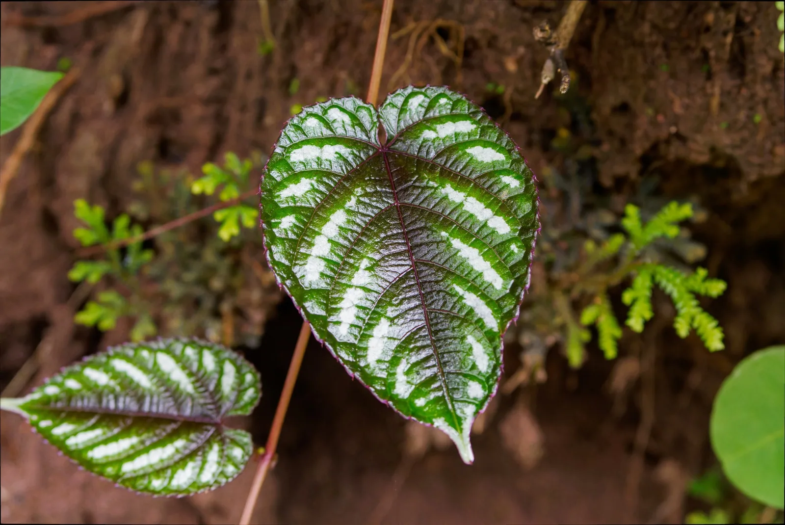 A heart-shaped Cissus discolor leaf striped in silver and deep green