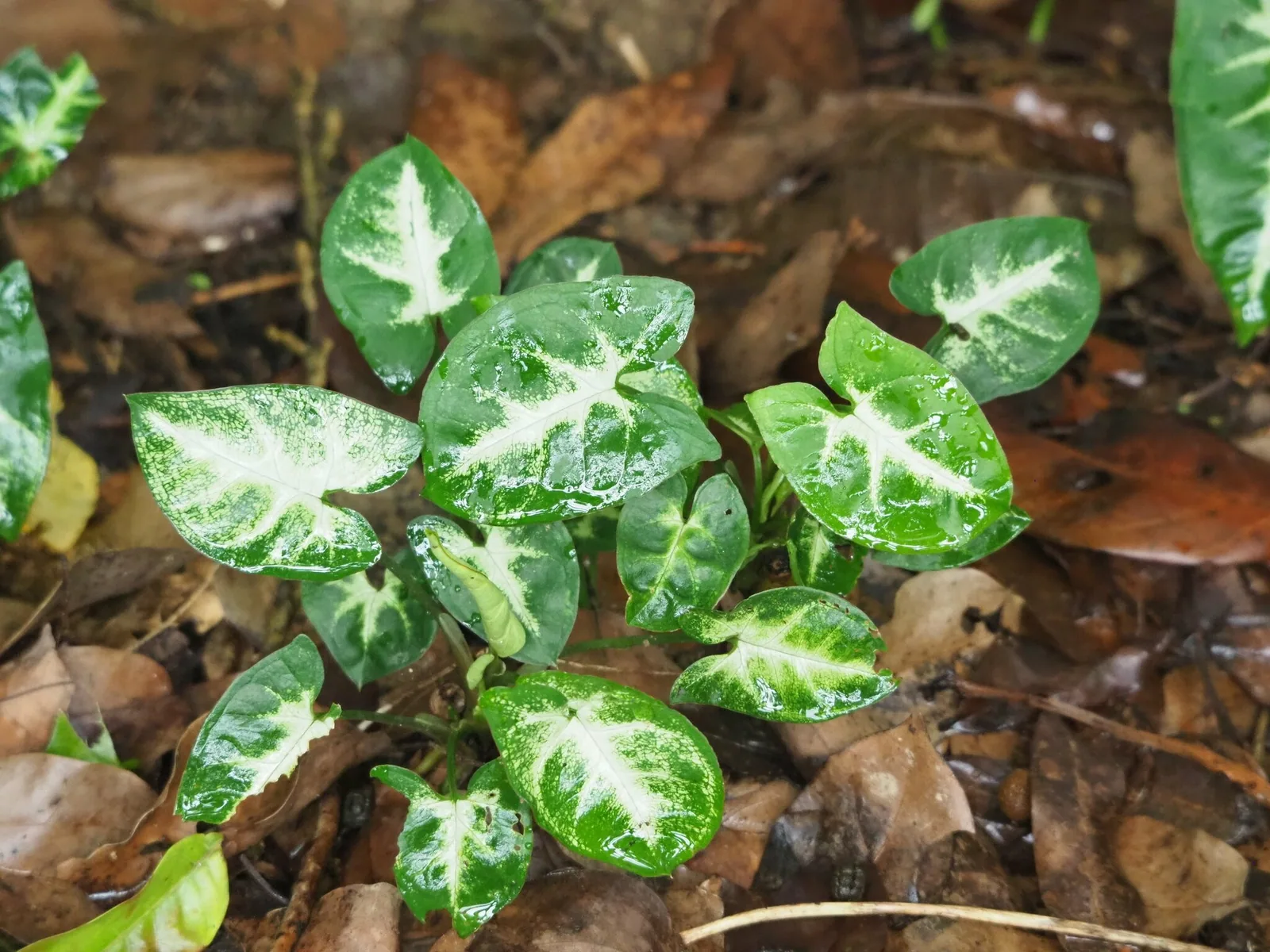 Young Syngonium podophyllum leaves with bright white centres and green edges
