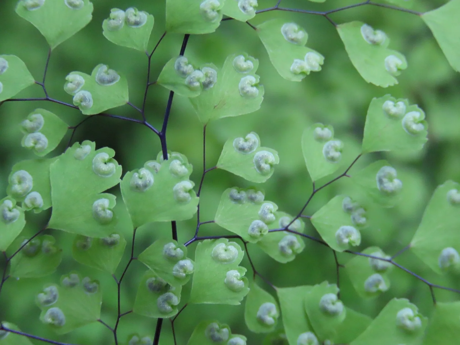 Close-up of maidenhair fern leaflets on thin black stems, with spore cases folded under the edges