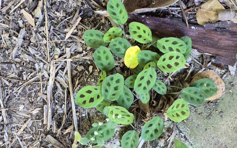 A prayer plant with oval leaves marked by dark green blotches