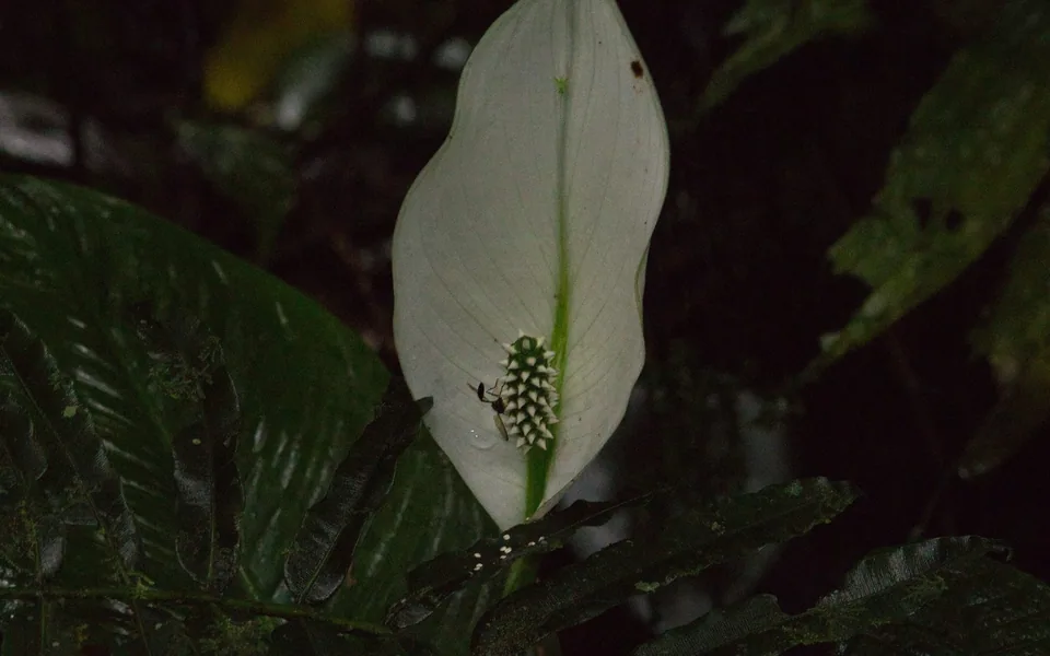 A white peace lily spathe with its pale spadix against dark green leaves
