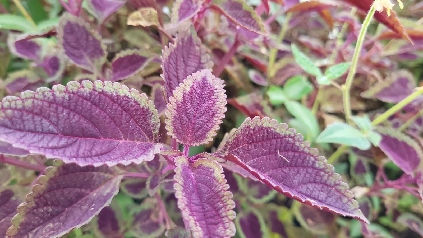 Deep purple coleus leaves with narrow scalloped green margins