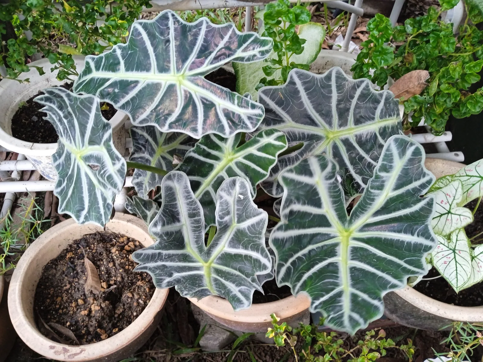 Alocasia amazonica leaves with scalloped edges and silvery-white veins