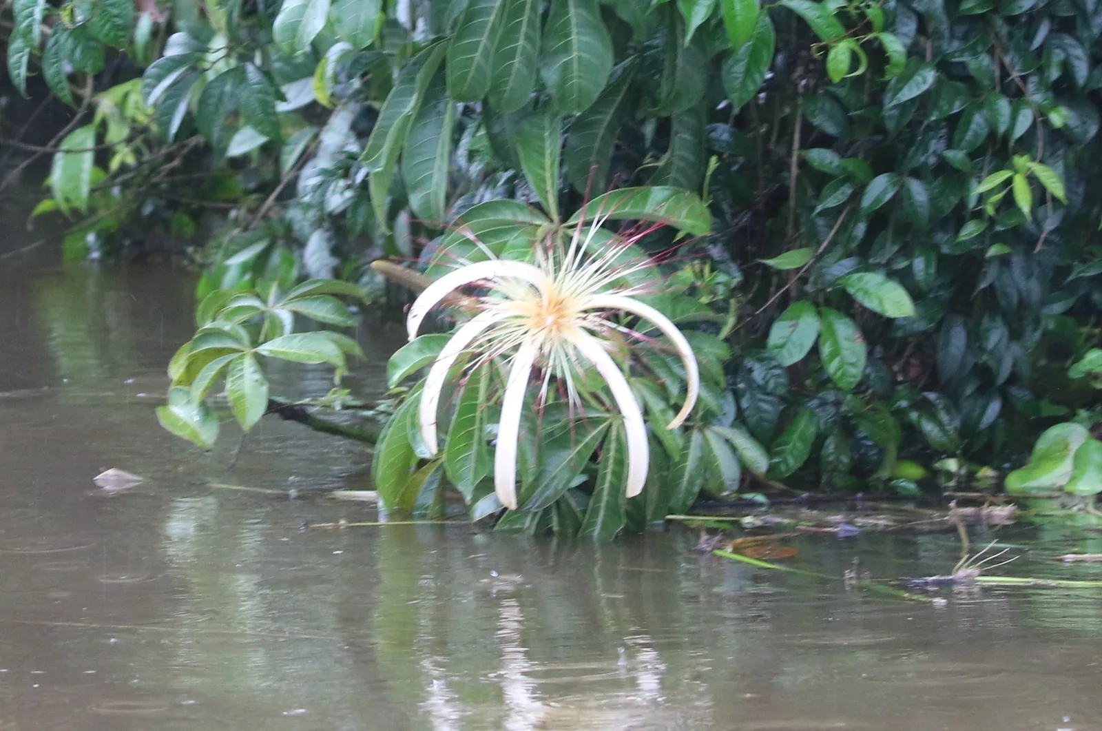 A Pachira aquatica tree in flower, its hand-shaped leaves spreading over water