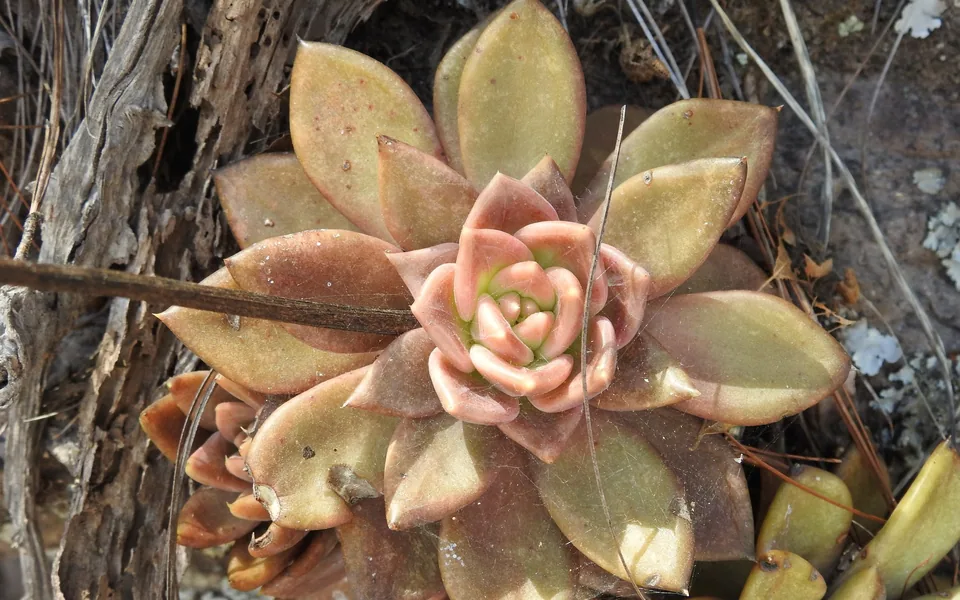 A peach-pink Echeveria rosette with thick, overlapping leaves