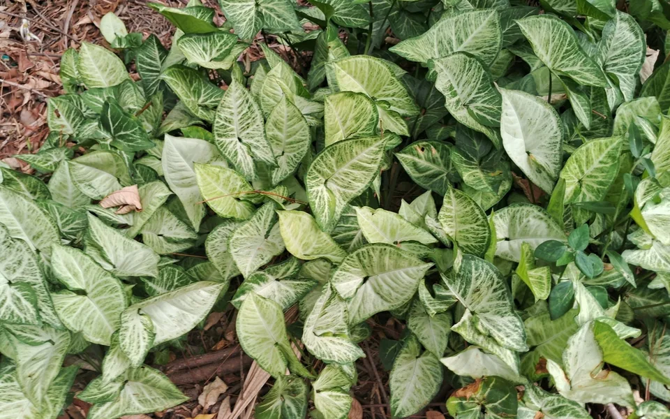A spread of arrowhead-shaped Syngonium leaves with pale green centres