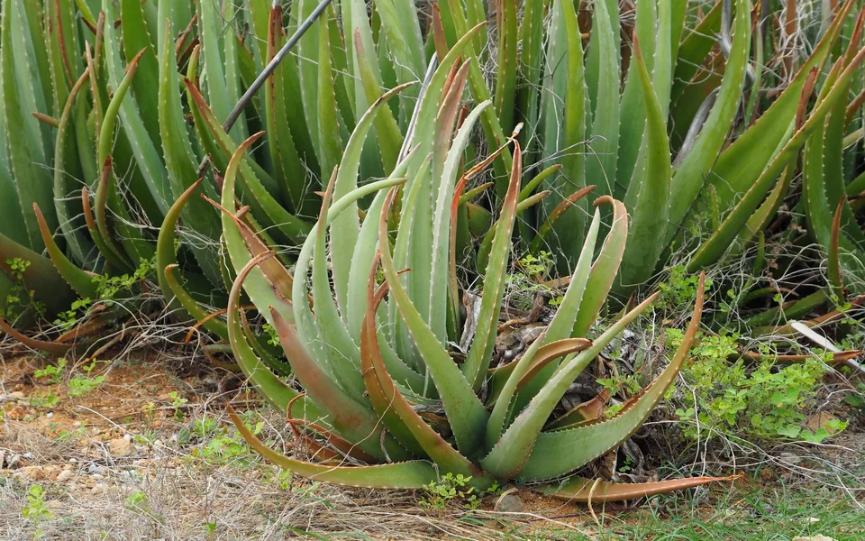 A healthy clump of Aloe vera with thick, upright, toothed leaves, some tipped with red
