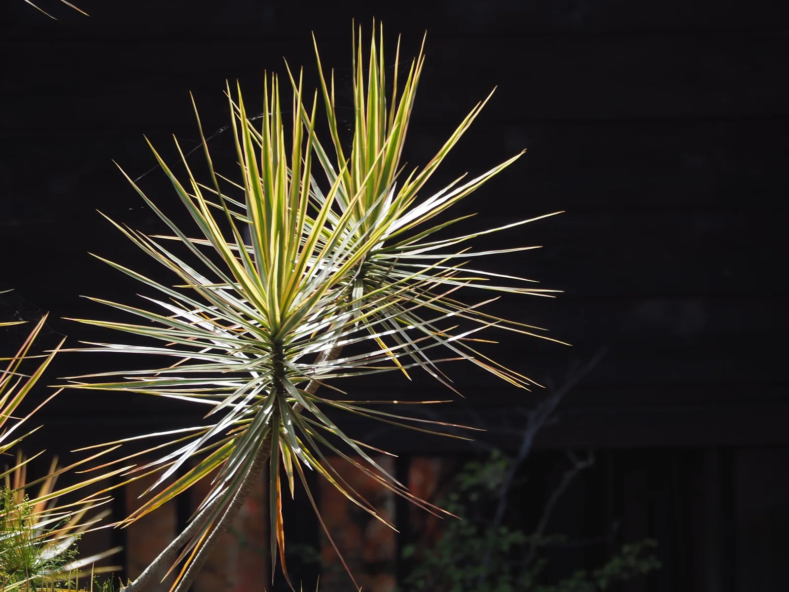 A Dracaena marginata rosette of thin, cream-and-green striped leaves