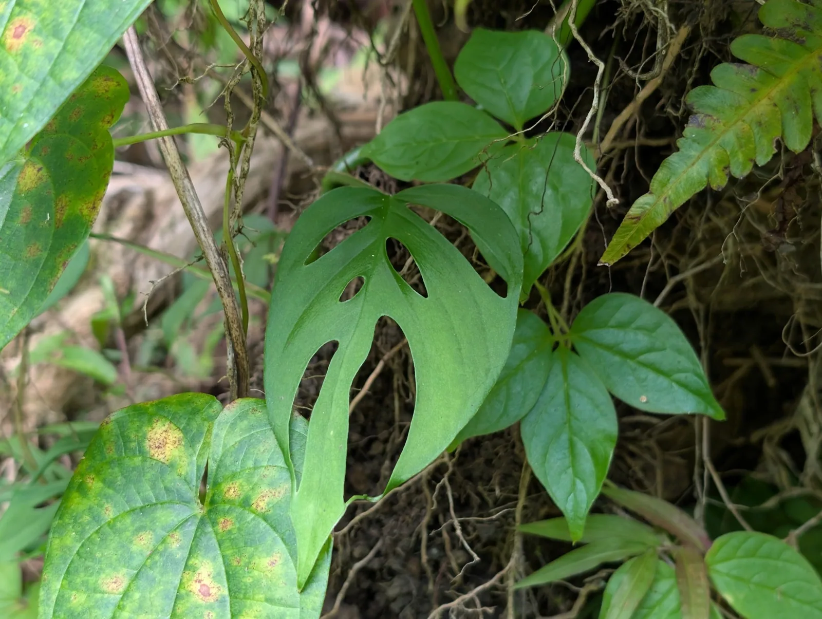 A Monstera adansonii leaf with several holes, climbing a tree trunk
