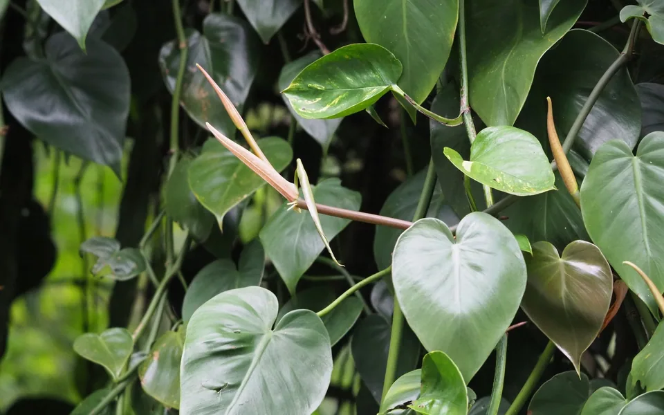 Trailing heartleaf philodendron vines covered in glossy heart-shaped leaves