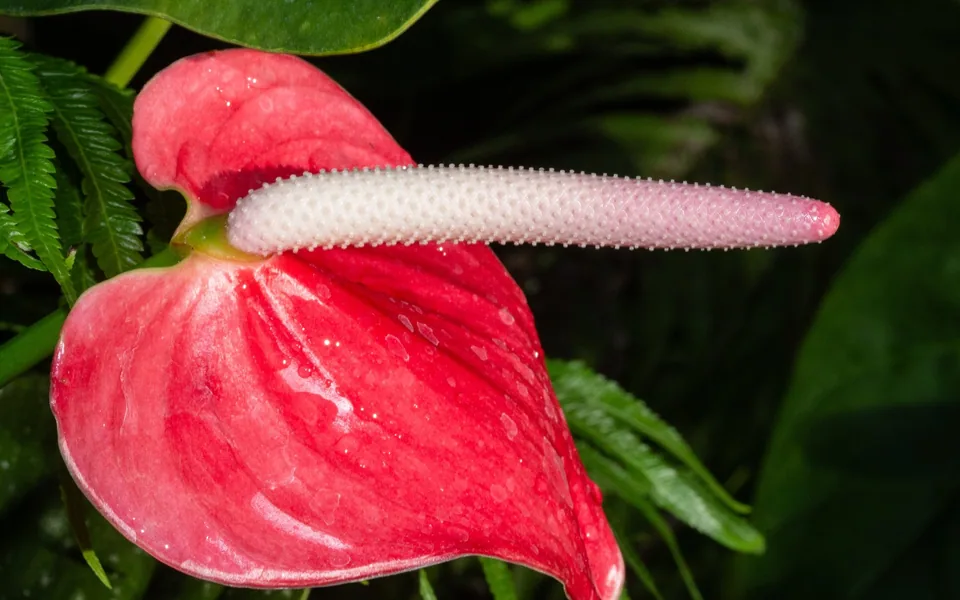 A glossy red anthurium spathe with a long pale spadix against dark foliage