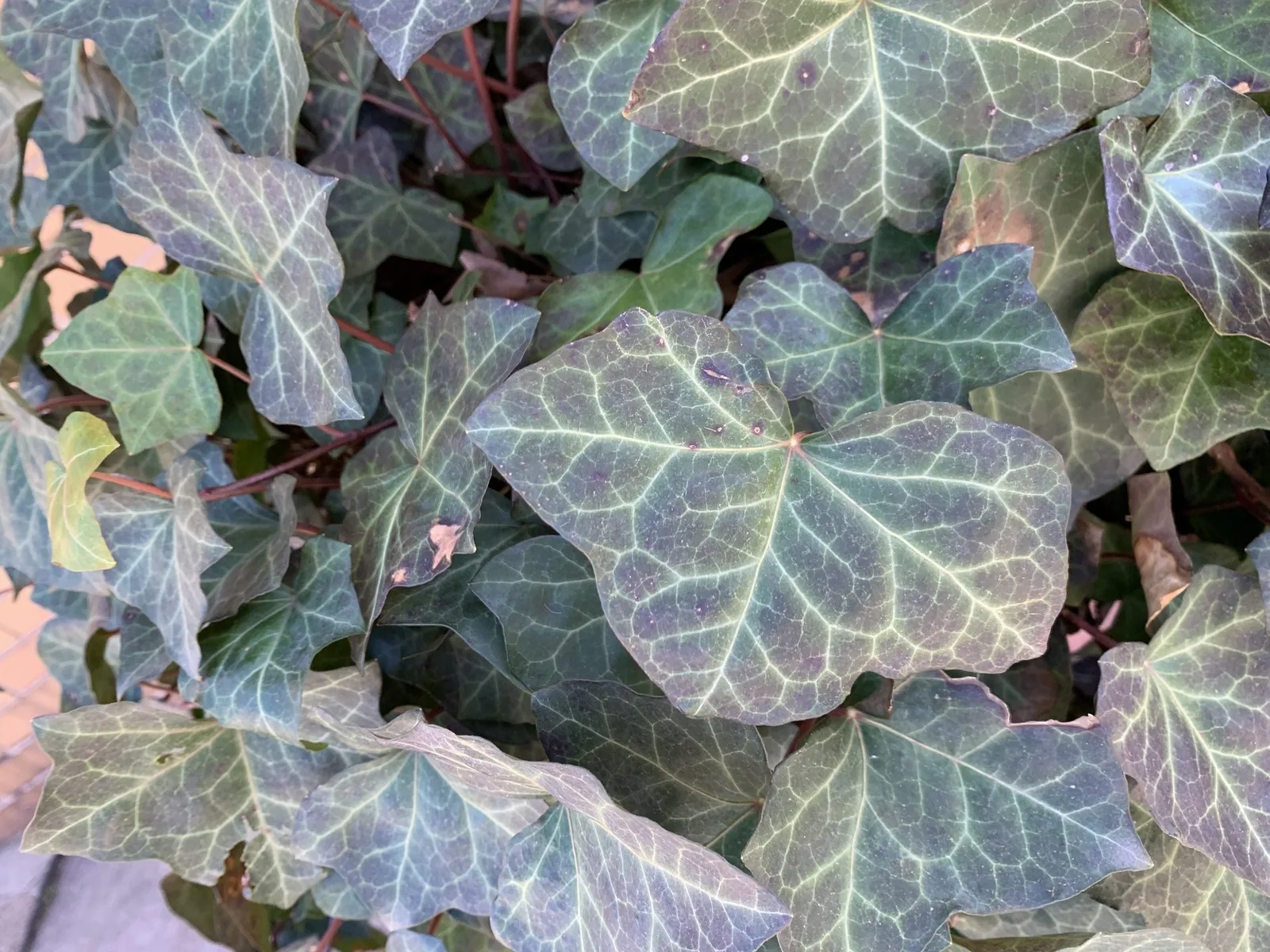 English ivy leaves with pale, prominent veins