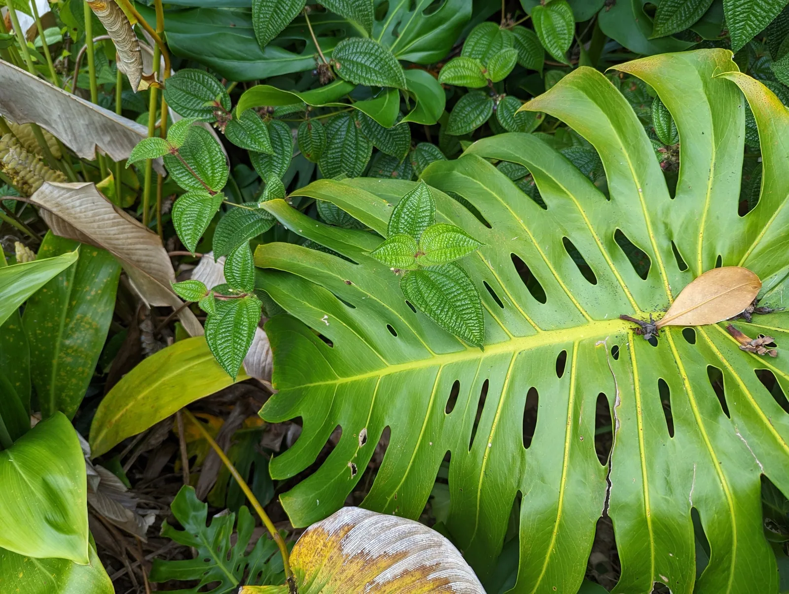 A single Monstera deliciosa leaf showing its characteristic splits and oval holes