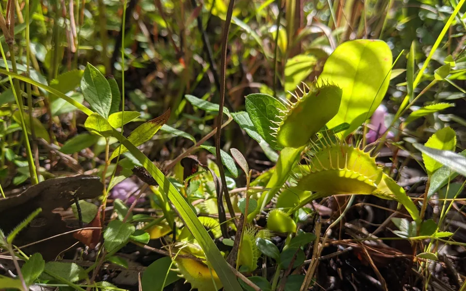 Several open Venus flytrap traps growing among grasses in a sunny bog