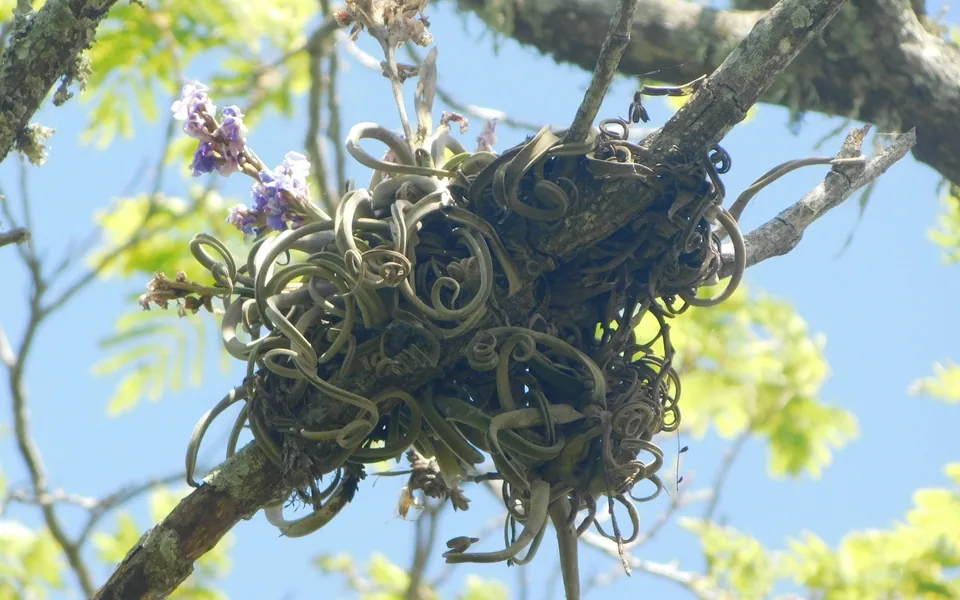 A curly-leaved Tillandsia duratii air plant with purple flowers perched on a branch