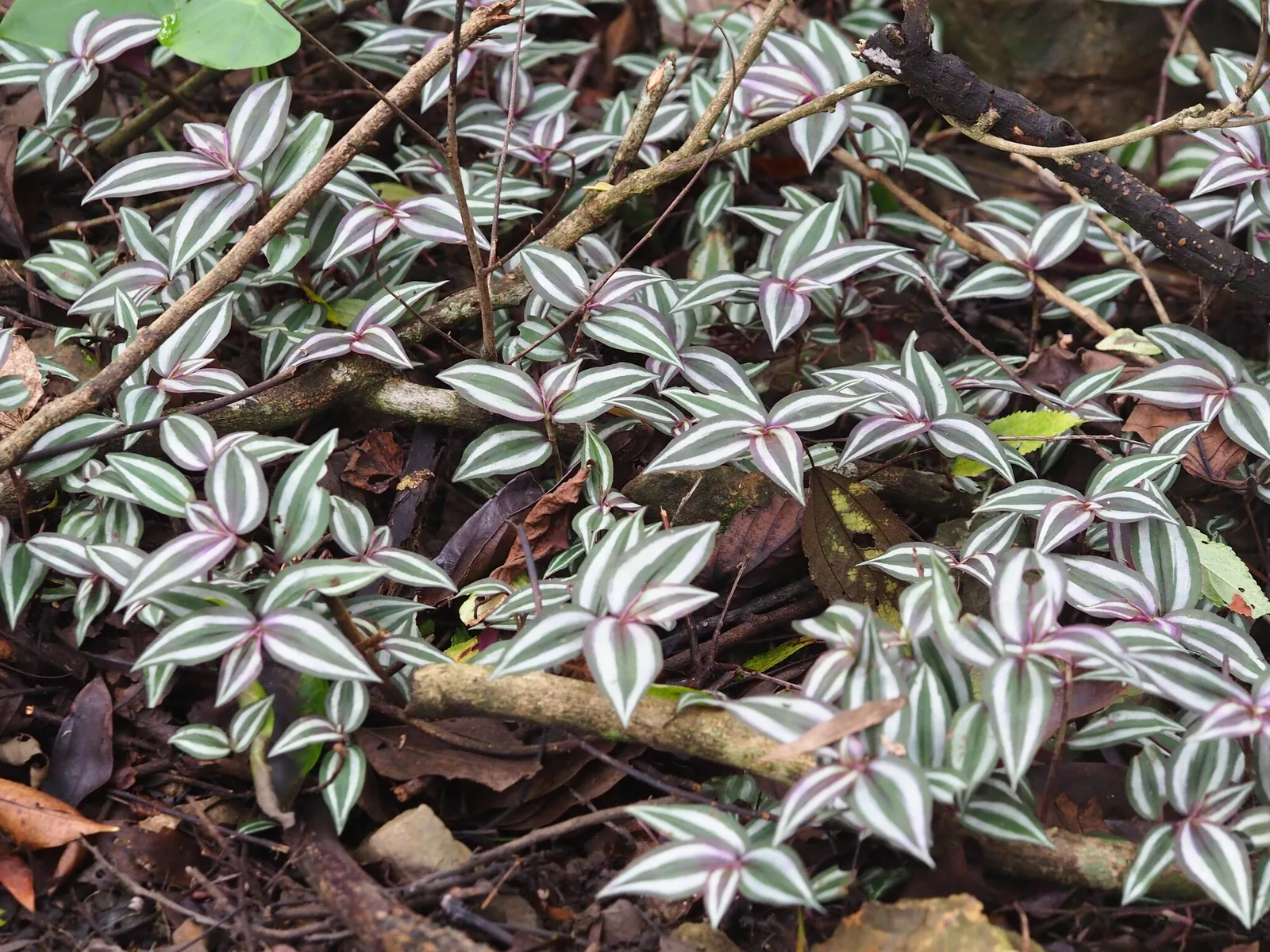 Tradescantia zebrina stems with pointed silver and green striped leaves