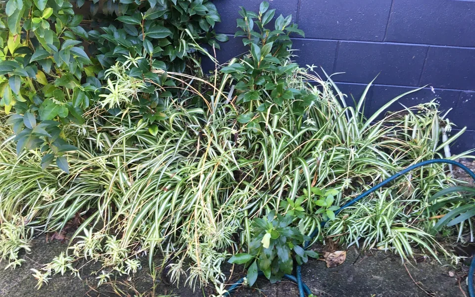 A clump of cream-striped spider plant leaves arching outward