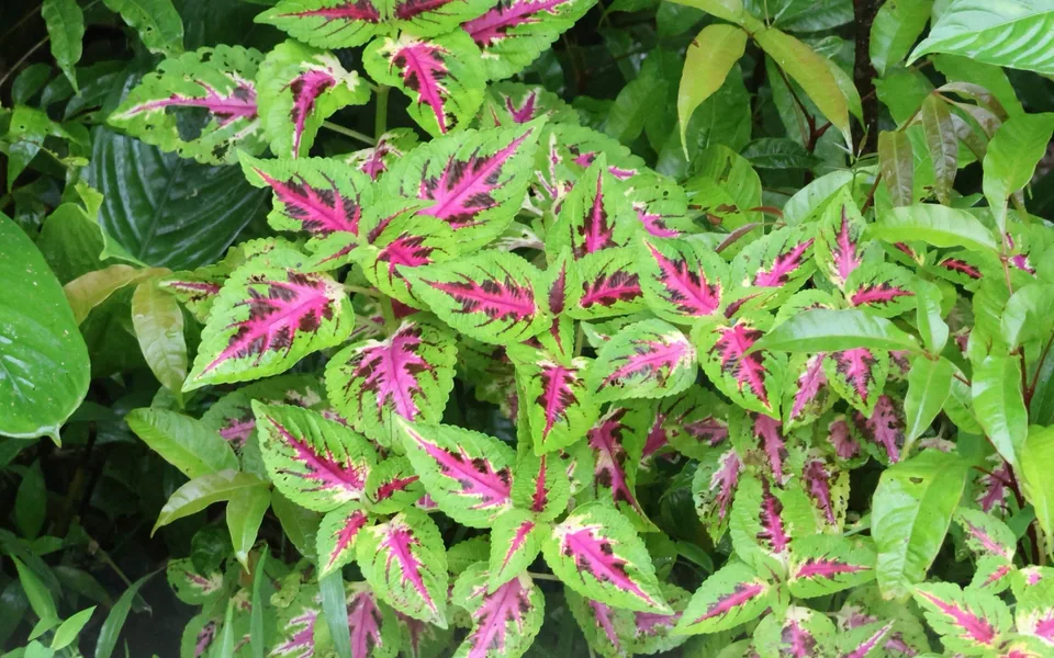 Coleus leaves splashed with hot pink centres and lime-green, toothed edges