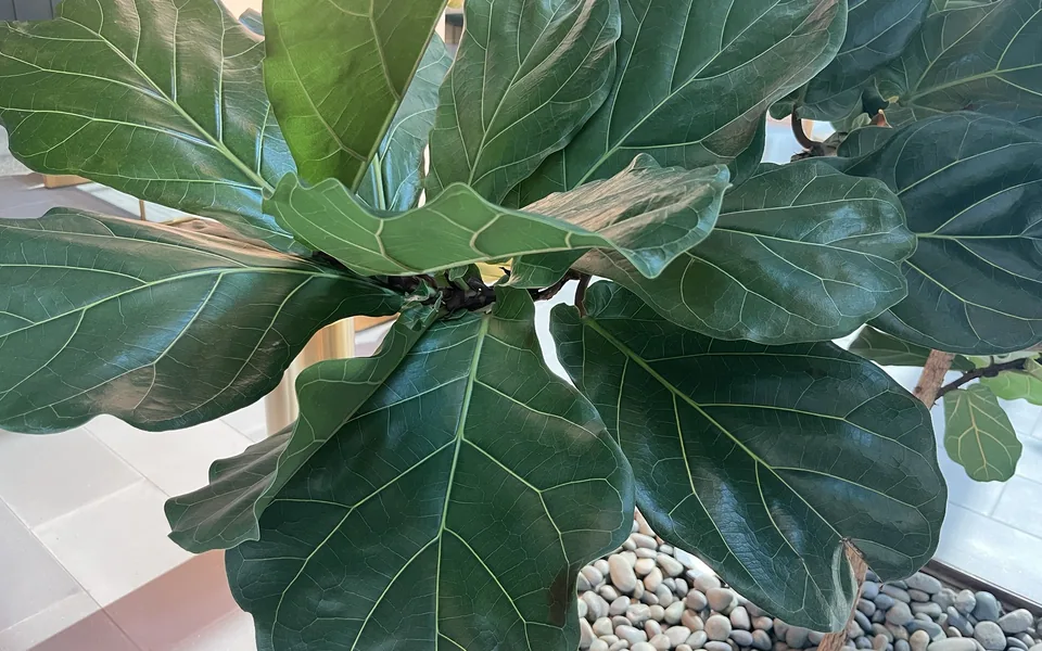 Large, glossy, violin-shaped leaves of a fiddle-leaf fig