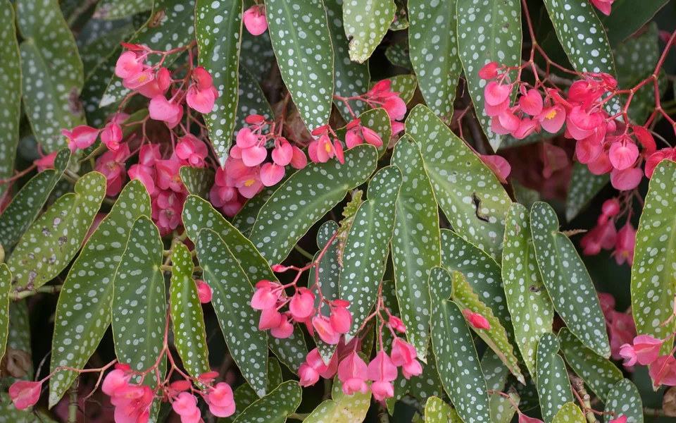 Silver-spotted, angel-wing leaves of Begonia maculata with clusters of pink flowers