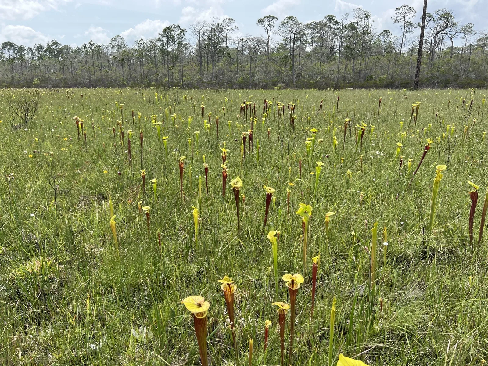 A bog filled with tall yellow Sarracenia flava pitchers