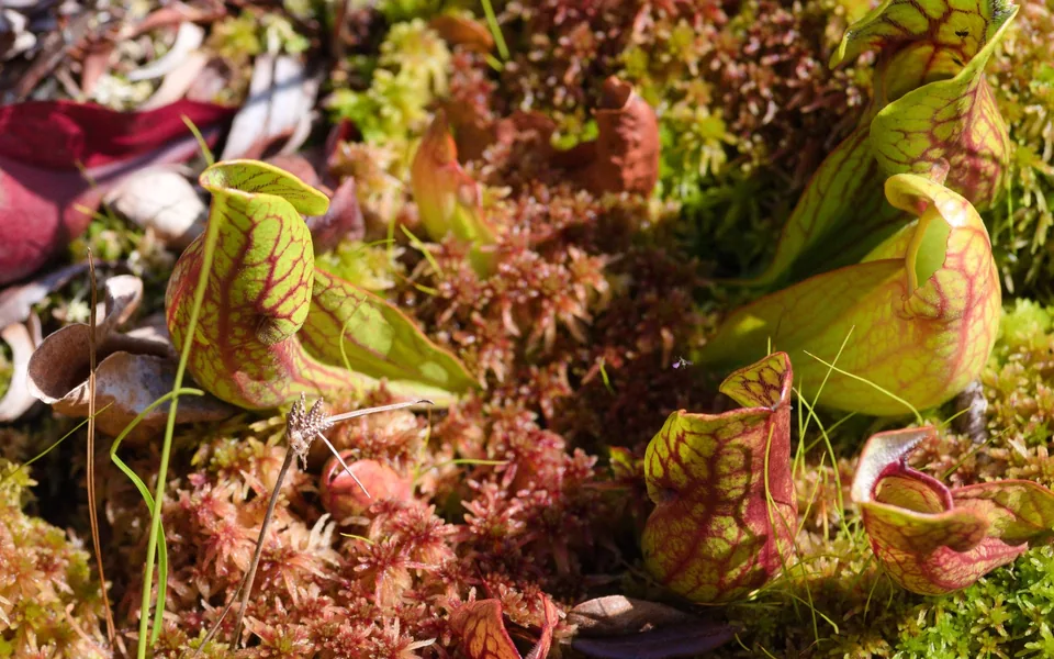 Red-veined Sarracenia purpurea pitchers nestled in colourful sphagnum moss