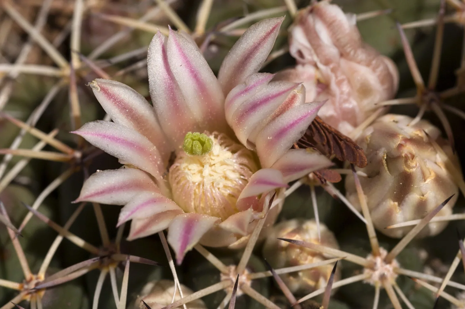 A pale, pink-striped flower opening among the spines of a Mammillaria cactus