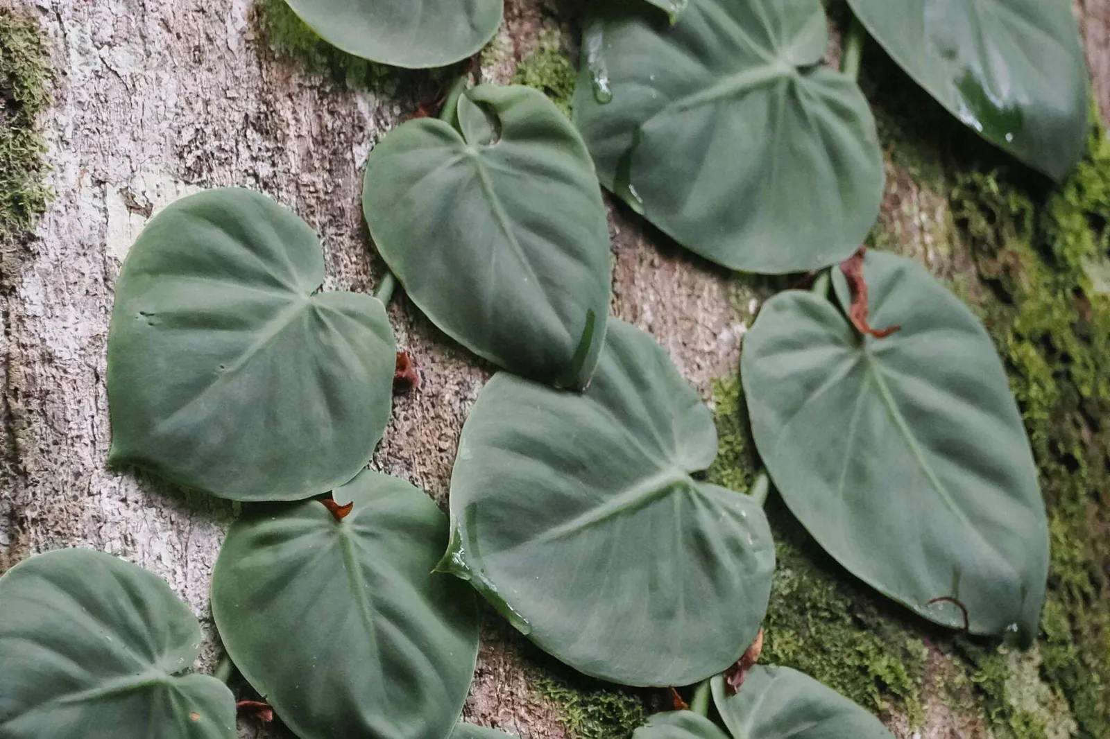 Heart-shaped philodendron leaves pressed flat against a mossy tree trunk