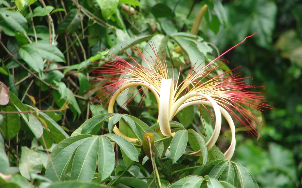 A Pachira aquatica flower with long cream and red stamens above palmate leaves