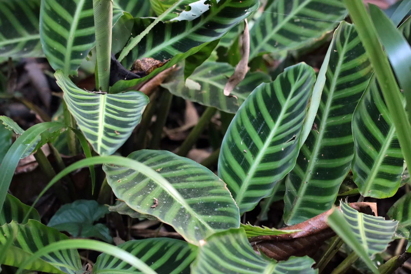 Zebra calathea leaves with bold dark green stripes