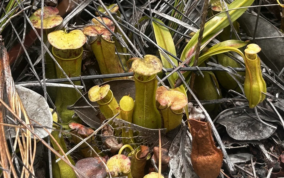 A cluster of upright yellow-green Nepenthes pitchers among dry leaves