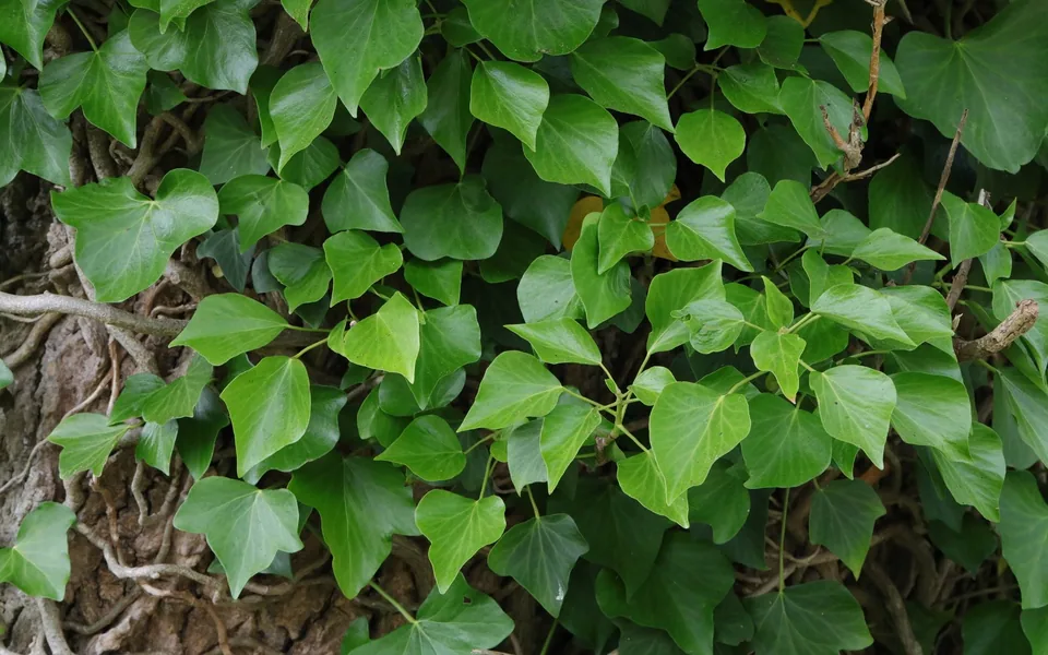 Dense English ivy with glossy lobed leaves covering a tree trunk