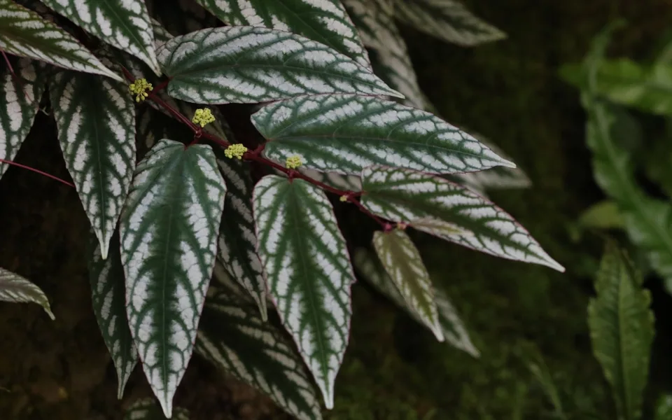 Rex begonia vine leaves with silver bands between dark green veins on red stems
