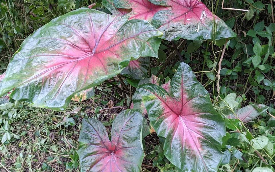 Large heart-shaped caladium leaves with pink centres and green edges