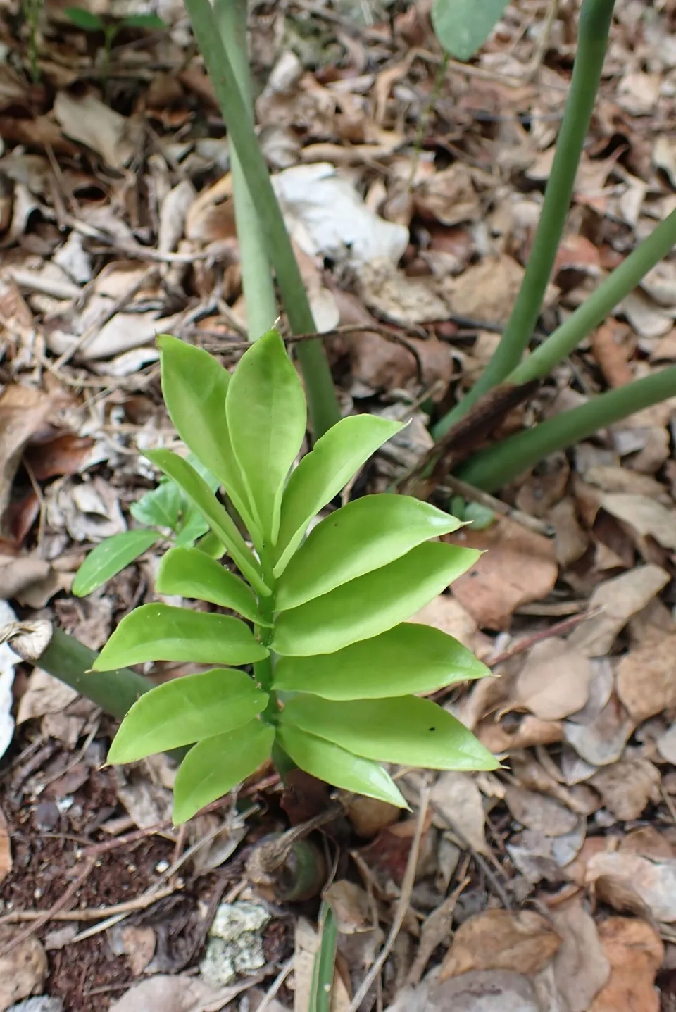 A ZZ plant stem lined with waxy, oval leaflets