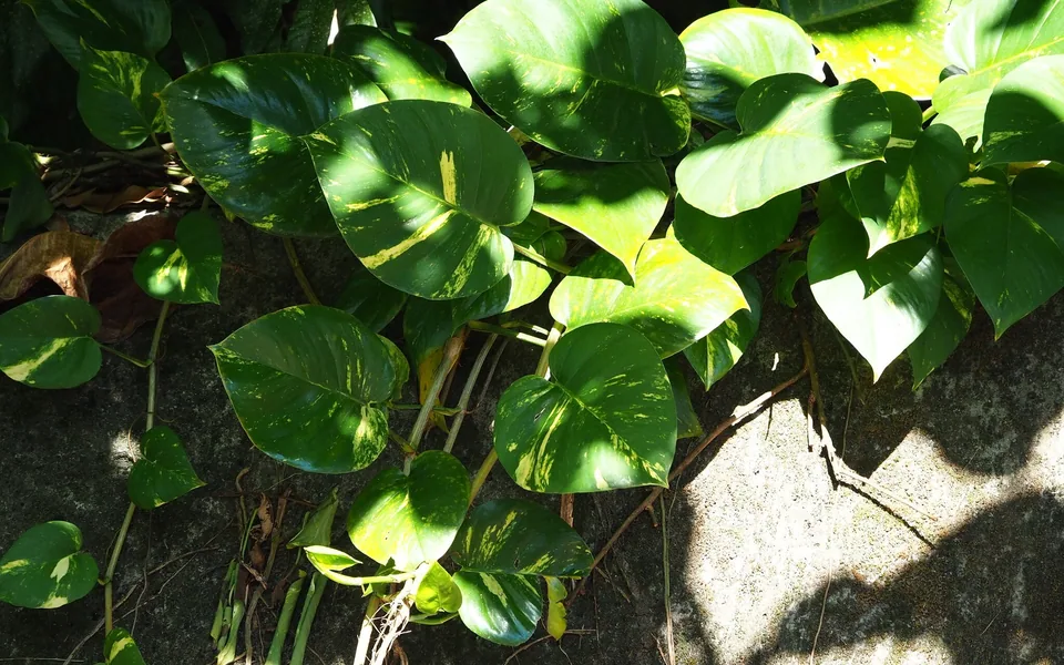 Glossy heart-shaped pothos leaves splashed with yellow variegation