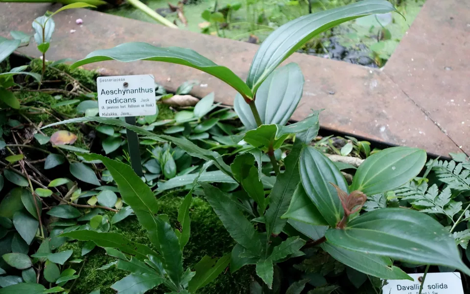Aeschynanthus radicans foliage with glossy, pointed leaves in a botanical garden bed