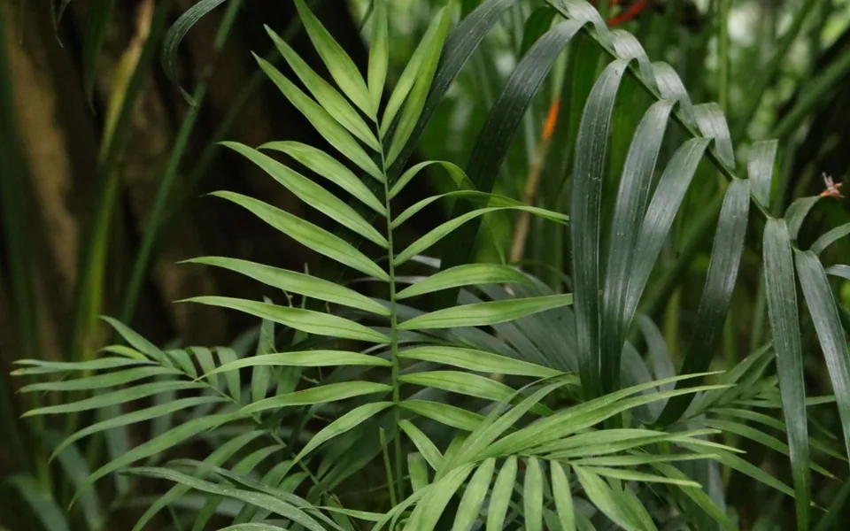 Arching, feathery fronds of a parlour palm