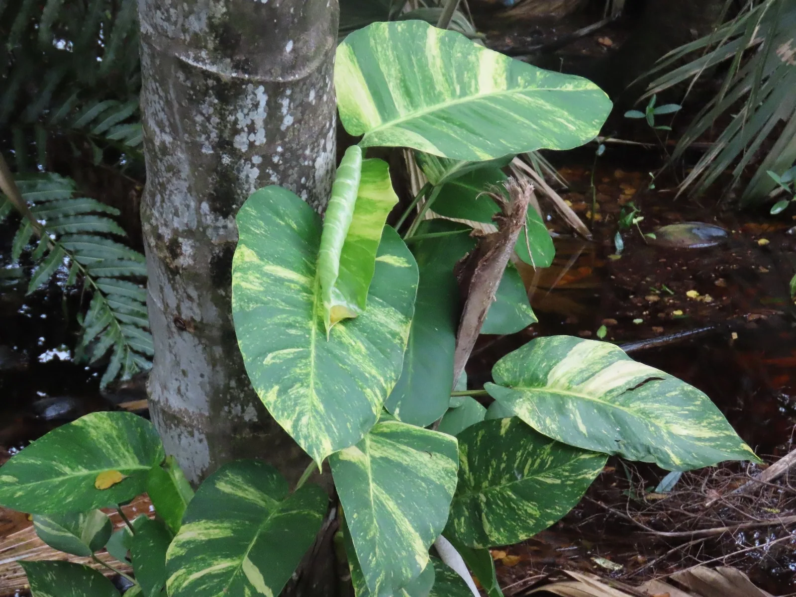 Large golden-variegated pothos leaves climbing a tree trunk