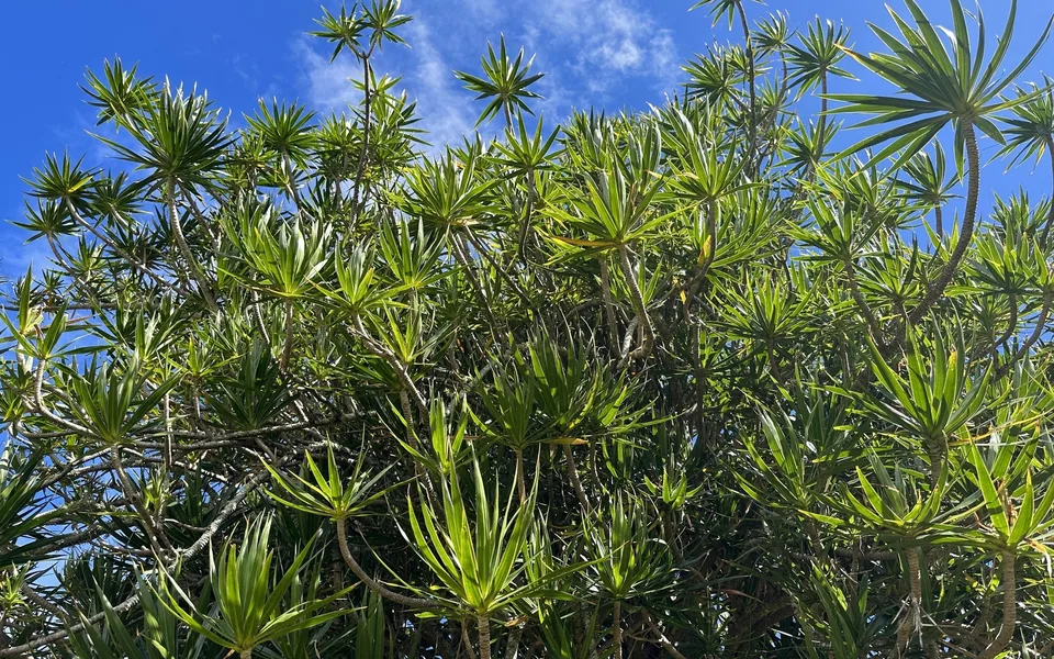 Dragon tree branches topped with spiky rosettes of narrow leaves against a blue sky