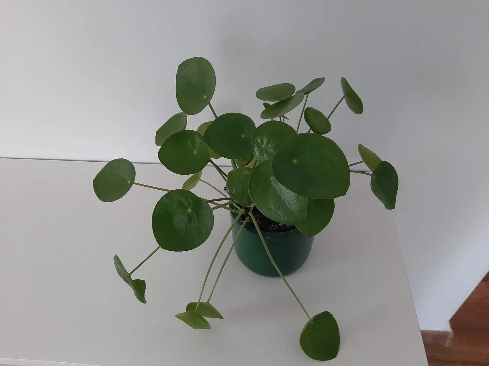 A potted Pilea peperomioides with round leaves radiating from its central stem
