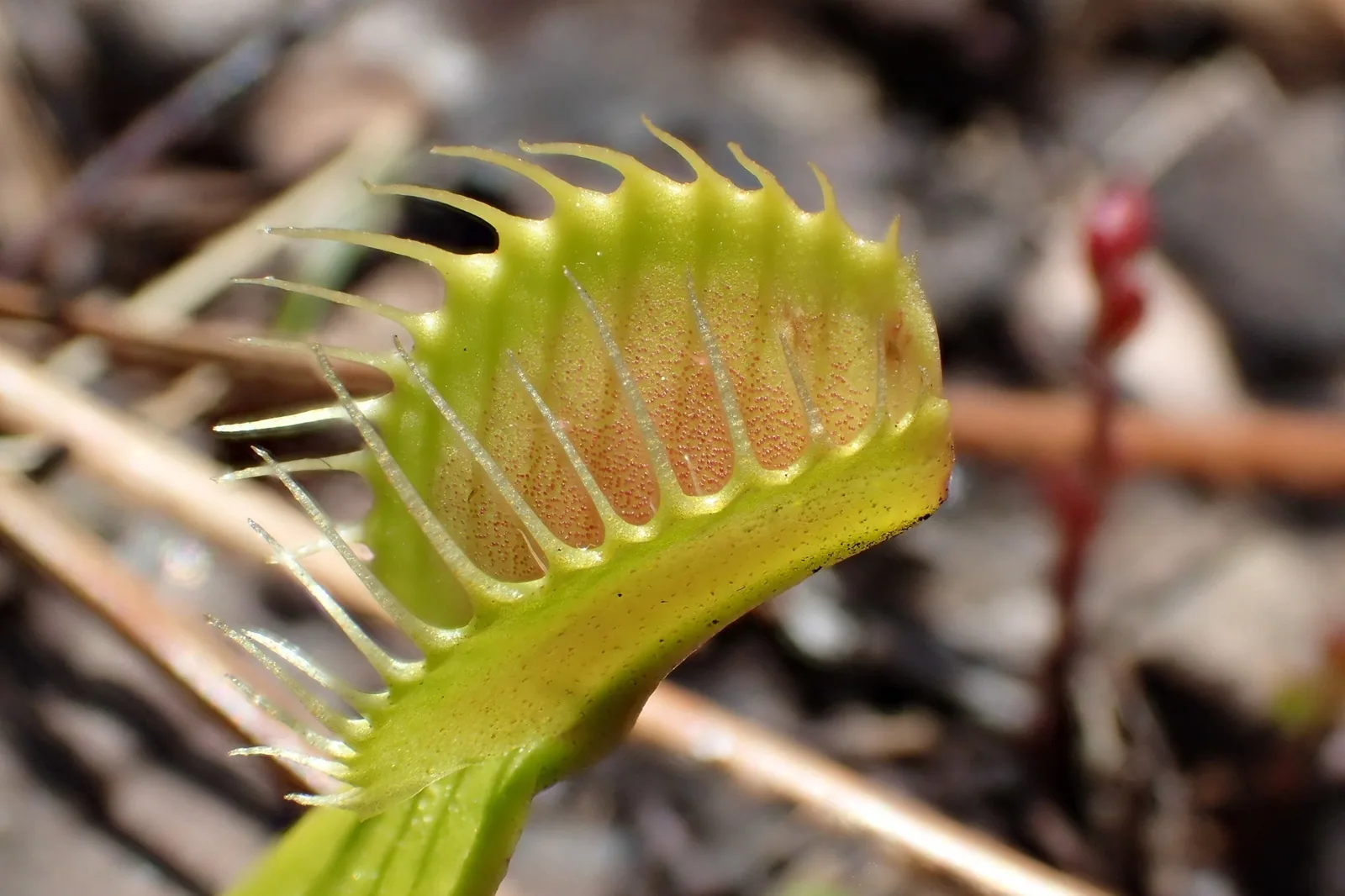 Close-up of a single Venus flytrap trap edged with stiff, hair-like teeth
