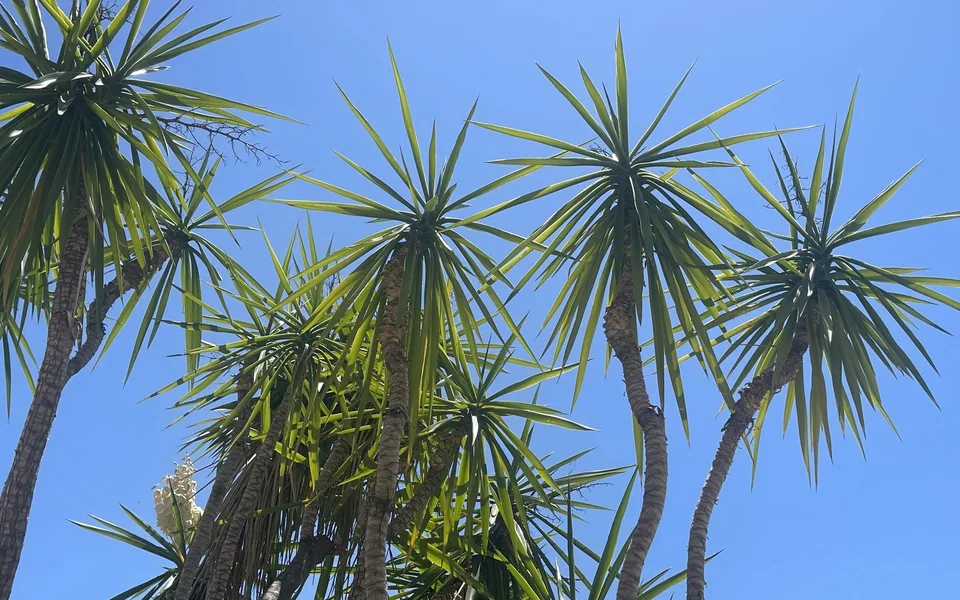 Spiky rosettes of sword-shaped yucca leaves on tall trunks against a blue sky