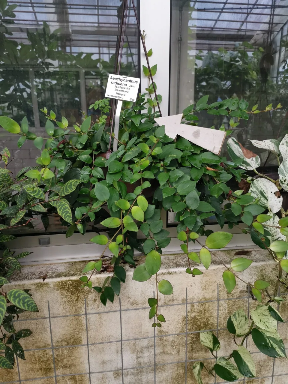 A lipstick plant trailing over the edge of a planter in a greenhouse