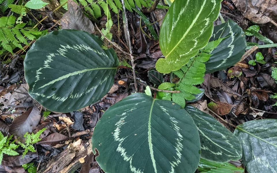 Round calathea leaves marked with feathered silver-green bands