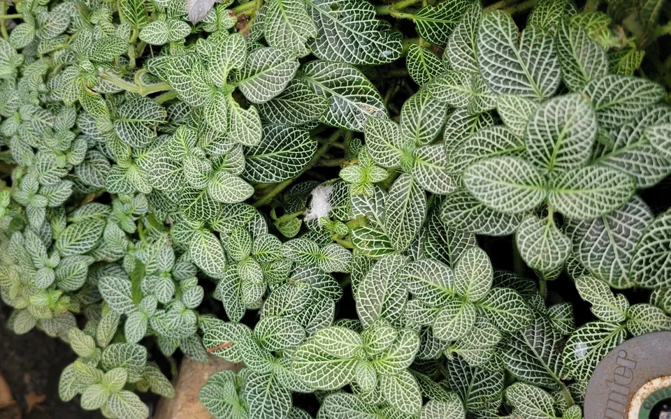 A mat of small green nerve plant leaves traced with white veins